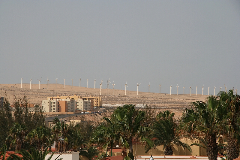 Kanary_2010 011